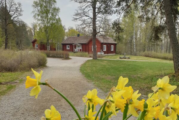 Påskliljor och Biskopsgården 1200x